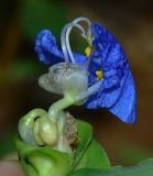 Commelina erecta