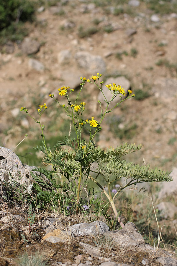 Image of Senecio erucifolius specimen.