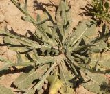 Cousinia ninae
