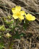 Potentilla humifusa