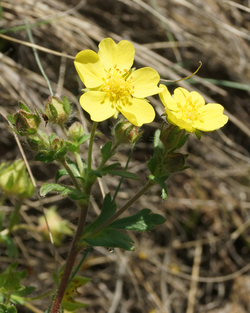 Изображение особи Potentilla humifusa.