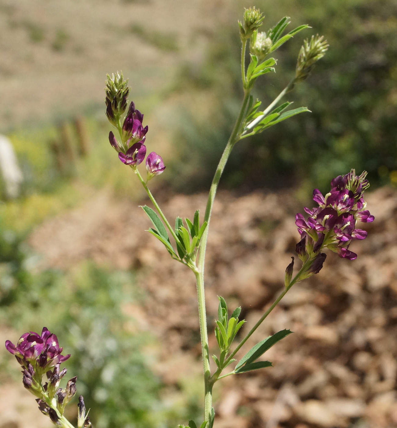 Изображение особи Medicago sativa.