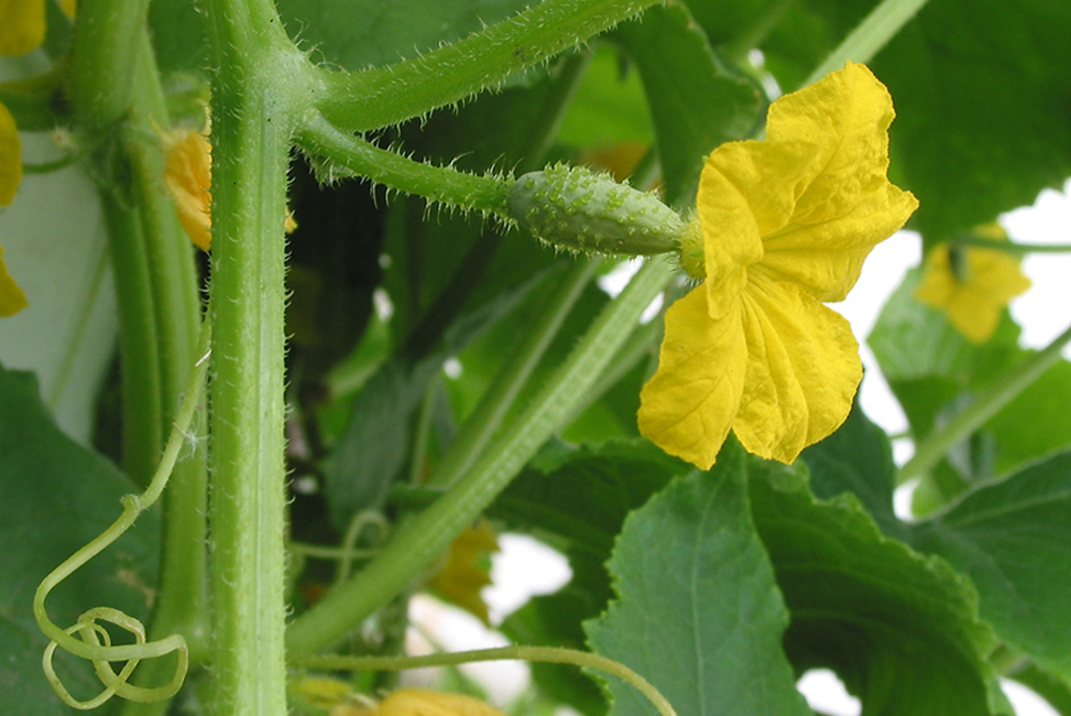 Image of Cucumis sativus specimen.