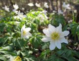 Anemone nemorosa