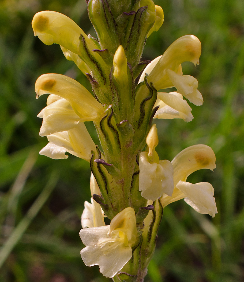 Изображение особи Pedicularis altaica.