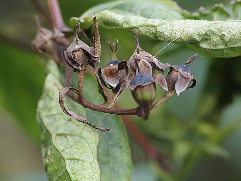 Image of Philadelphus coronarius specimen.
