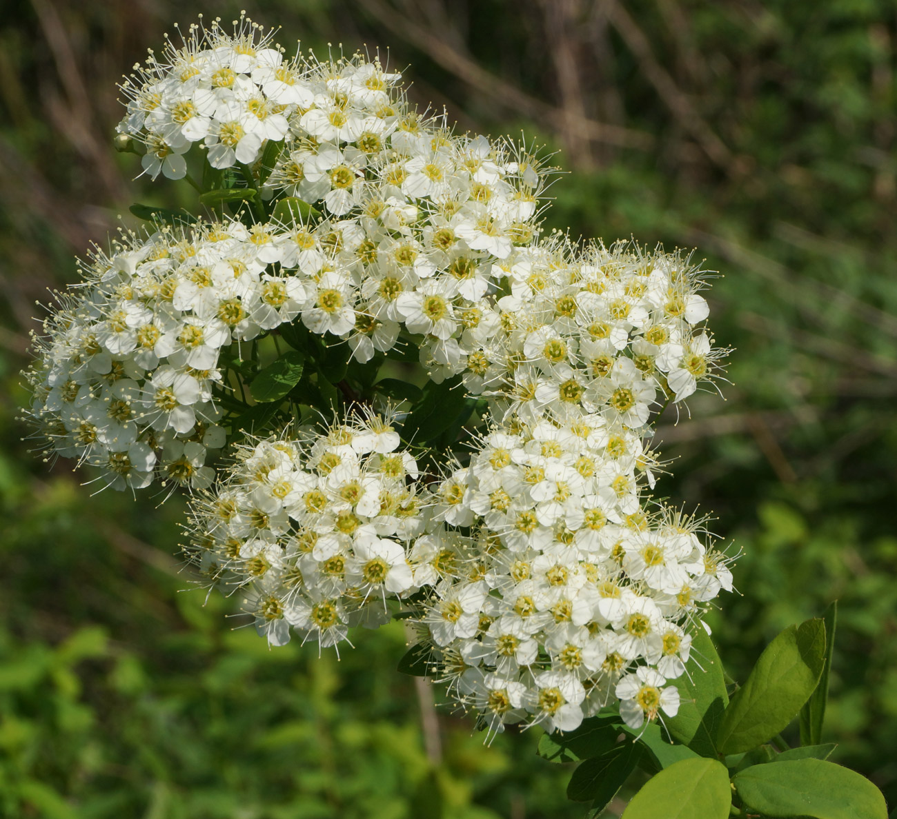 Изображение особи Spiraea media.