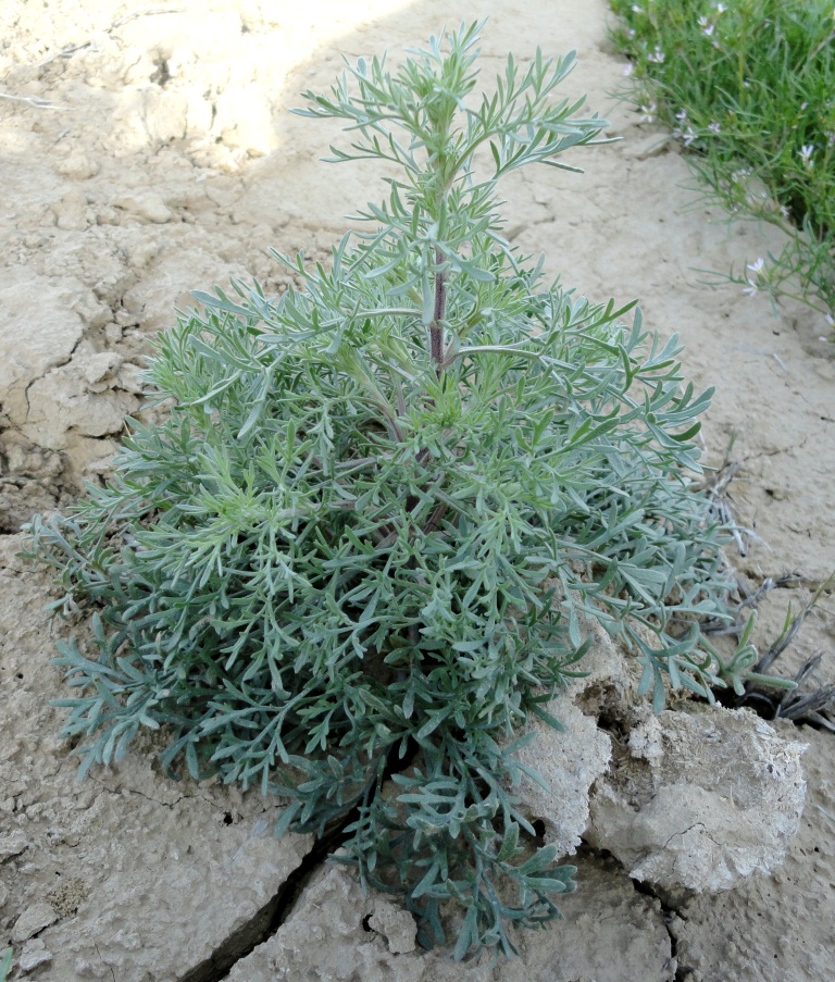 Image of genus Artemisia specimen.