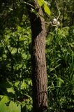 Acer negundo. Ствол взрослого дерева. Камчатский край, Петропавловск-Камчатский, центр города, Никольская сопка. 02.07.2014.