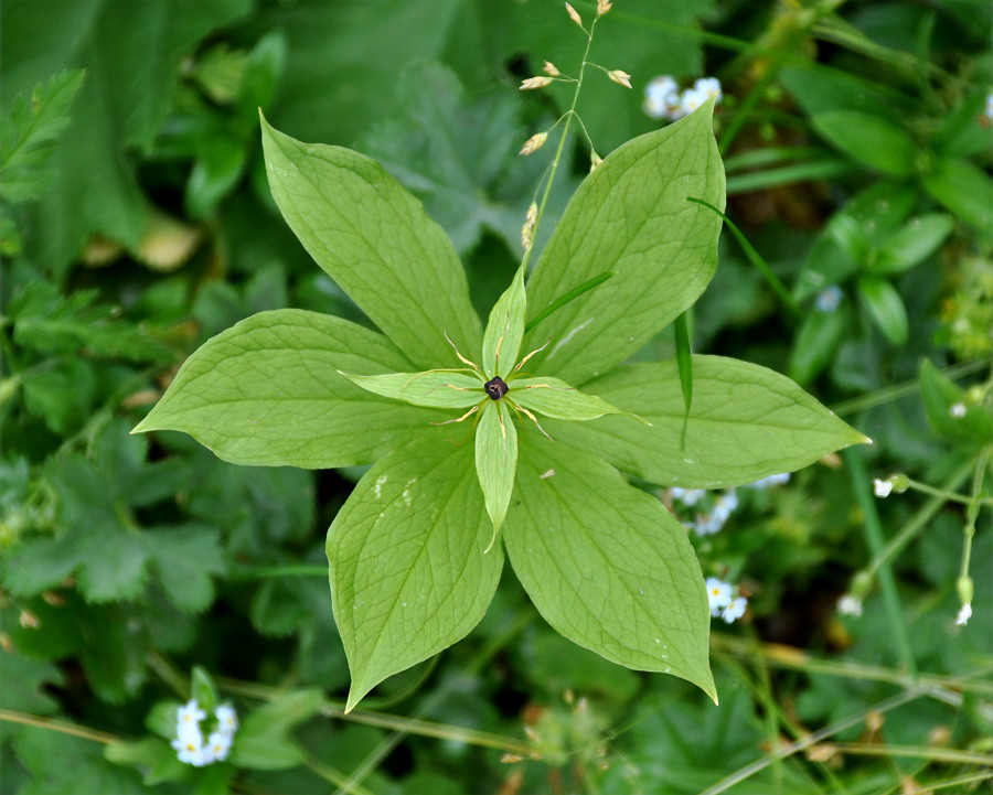Image of Paris obovata specimen.