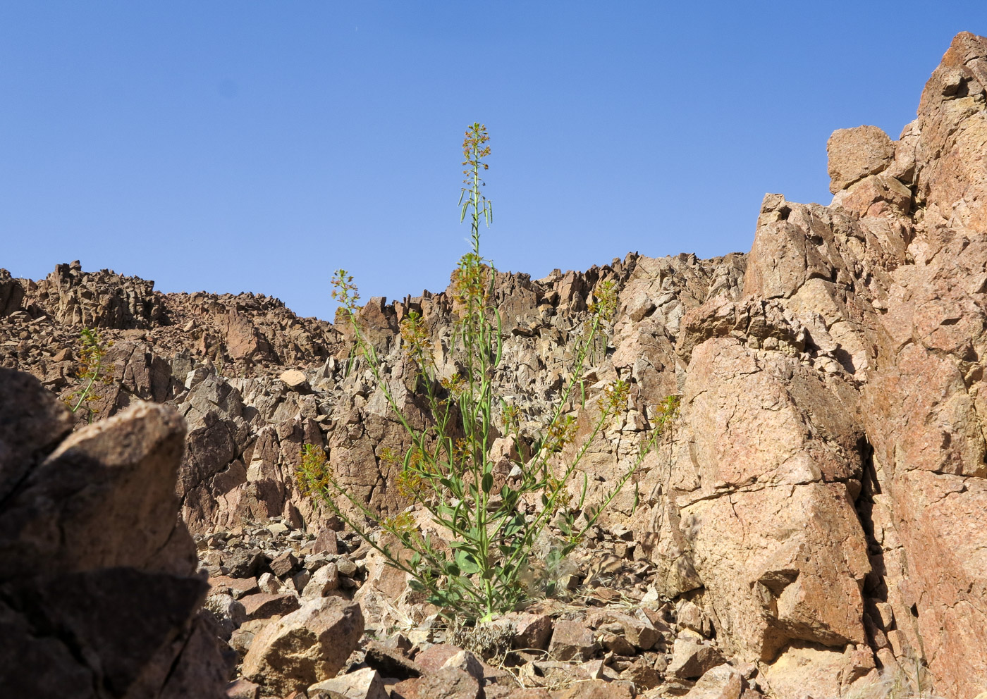 Image of Cleome arabica specimen.
