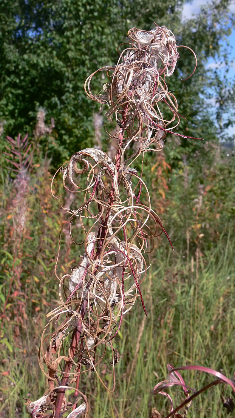 Image of Chamaenerion angustifolium specimen.