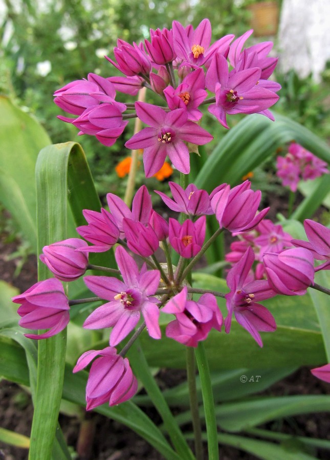 Image of Allium oreophilum specimen.