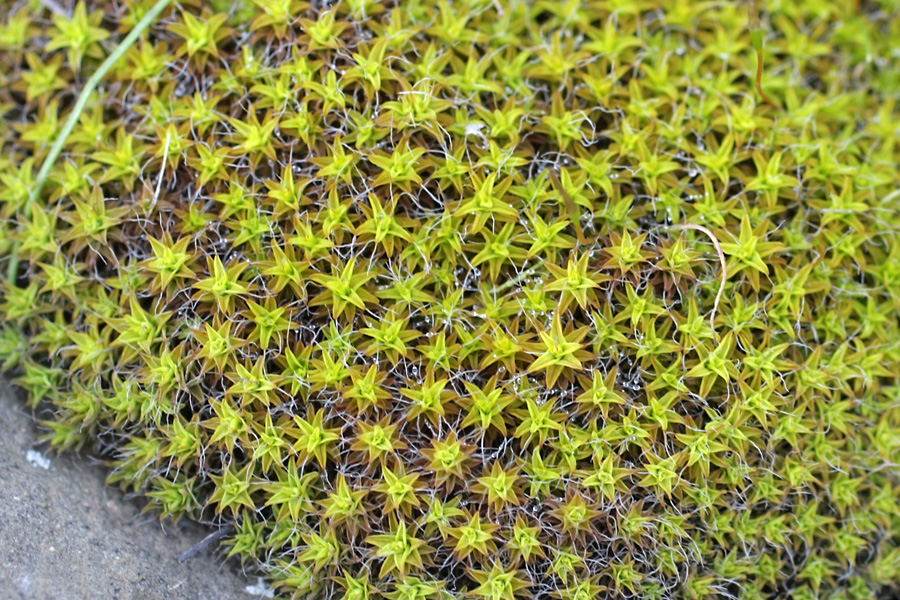 Image of familia Pottiaceae specimen.