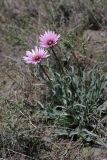 Tragopogon marginifolius. Цветущее растение. Южный Казахстан, Сырдарьинский Каратау, р-н перевала Куюк. 27.03.2016.