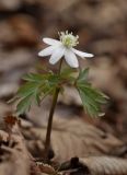 Anemone amurensis