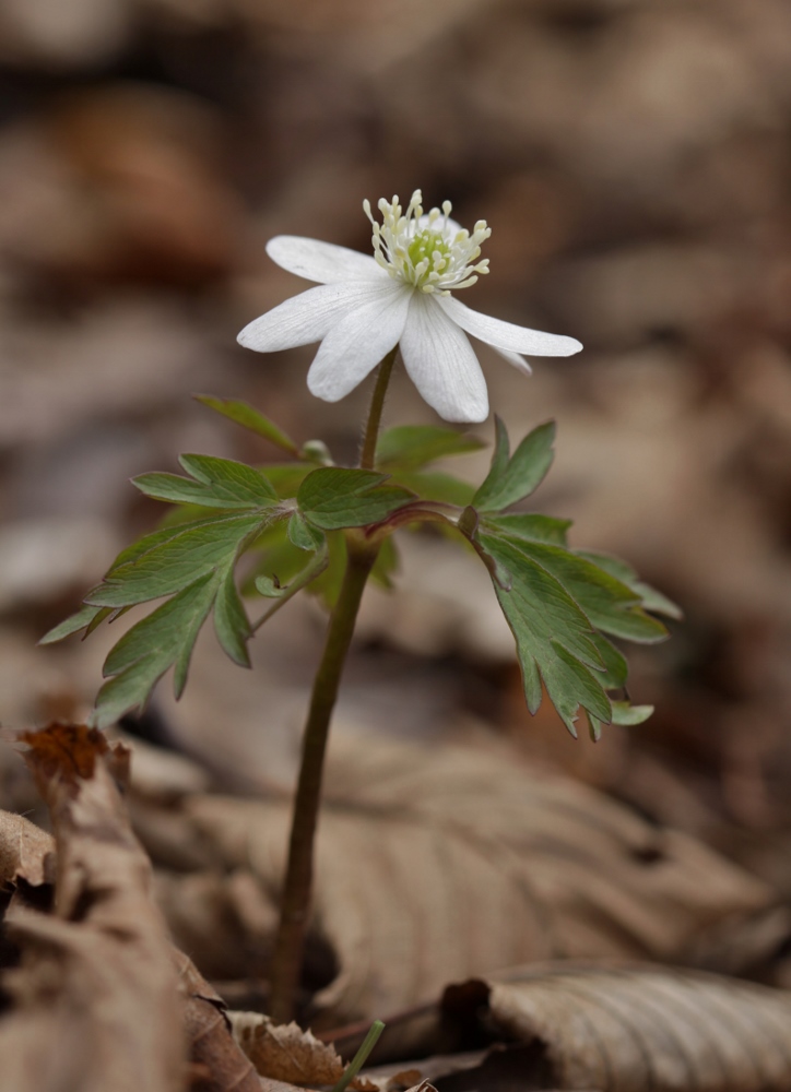 Image of Anemone amurensis specimen.