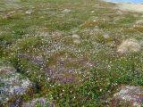 Rubus chamaemorus. Заросли цветущих растений на сухом торфянике. Кольский п-ов, Восточный Мурман, урочище Выселки. 03.08.2008.
