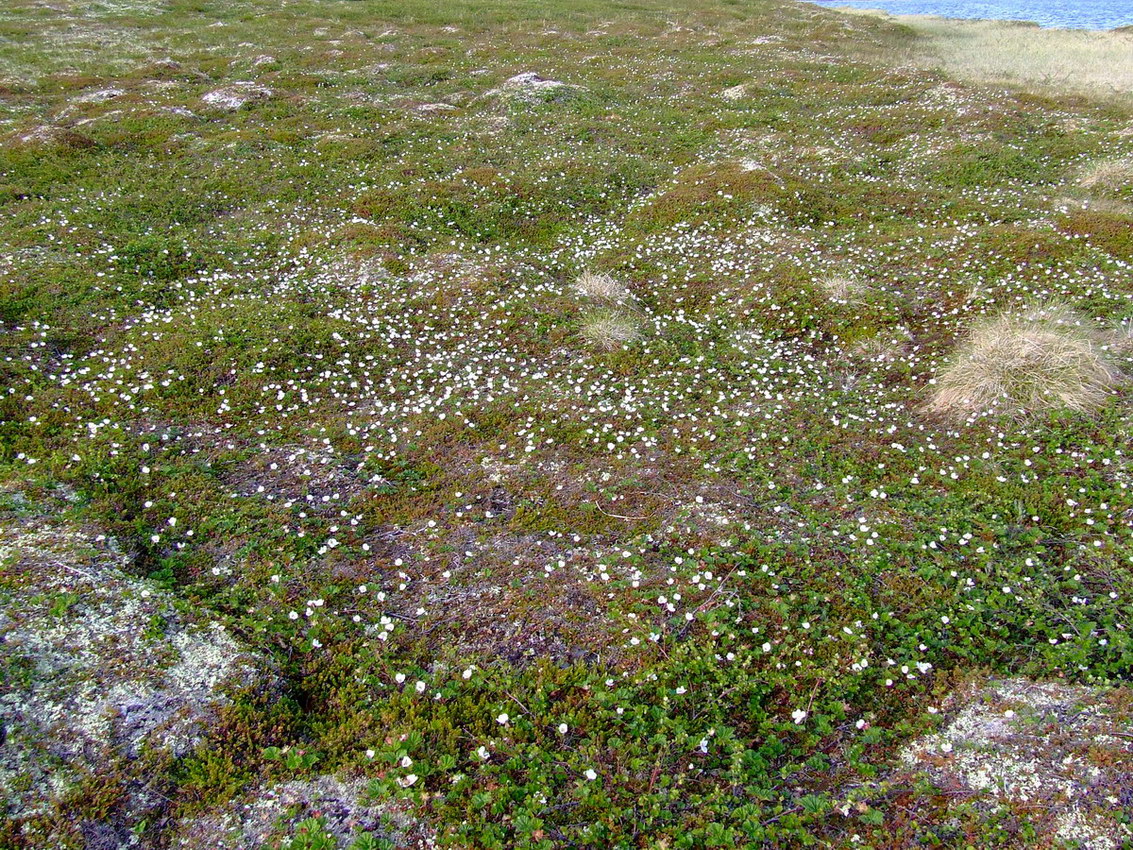 Image of Rubus chamaemorus specimen.