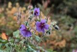 Geranium renardii. Цветки и завязавшиеся плоды. Кабардино-Балкарская Республика, высокогорье в р-не северного склона Главного Кавказского (Водораздельного) хребта, ущ. Дыхсу в нижнем течении, луг на горном склоне. 01.08.2012.