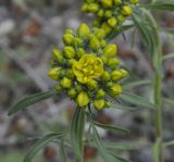 Haplophyllum coronatum