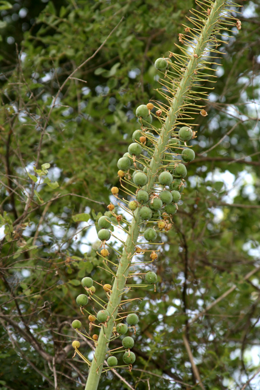Image of Eremurus robustus specimen.