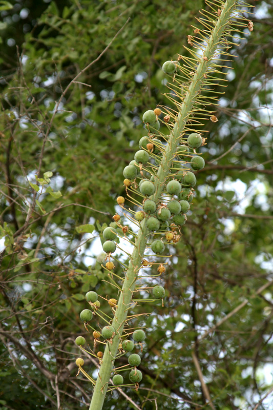 Изображение особи Eremurus robustus.