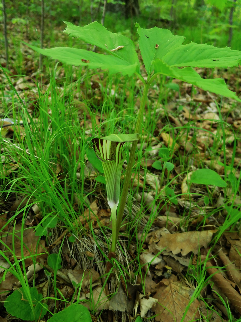 Изображение особи Arisaema komarovii.