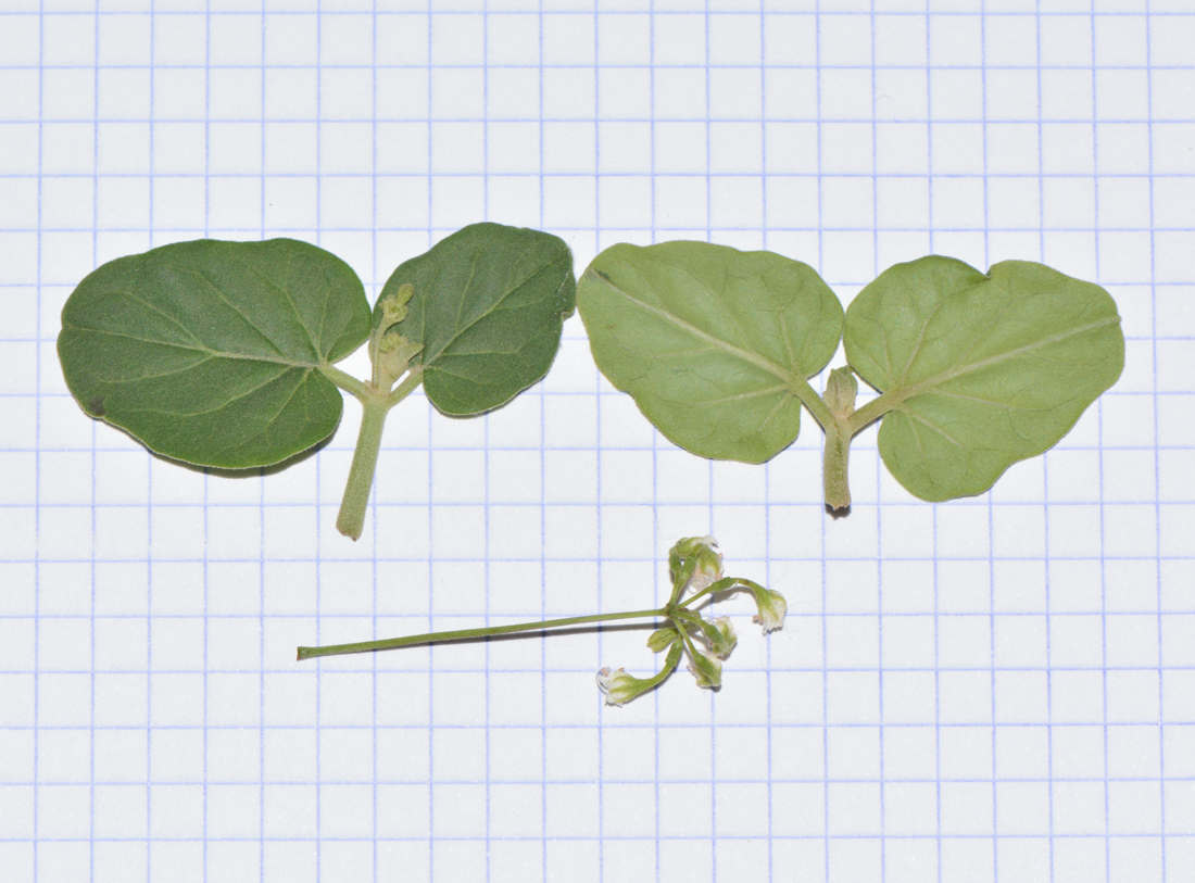 Изображение особи Commicarpus plumbagineus.