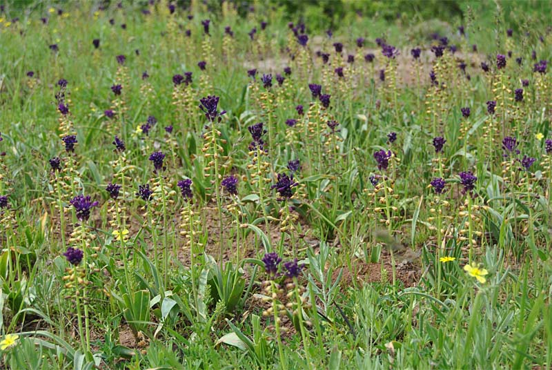 Изображение особи Leopoldia caucasica.