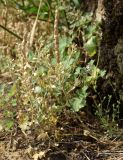 Alyssum stenostachyum