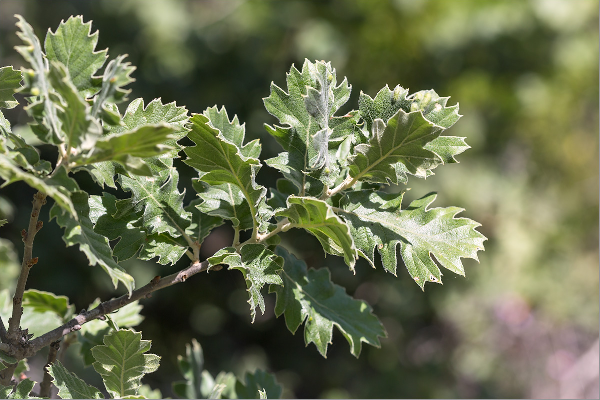 Image of Quercus ithaburensis specimen.
