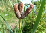 Typha latifolia