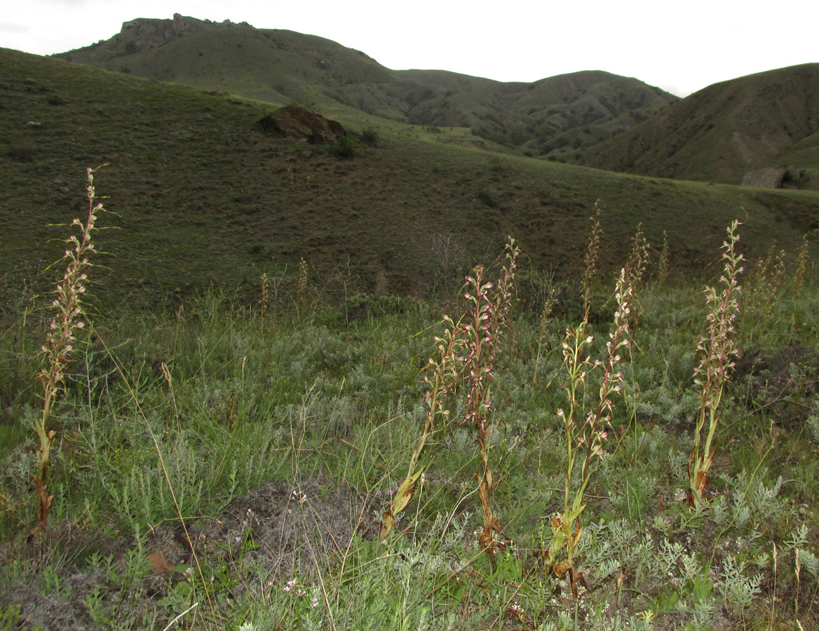 Image of Himantoglossum caprinum specimen.