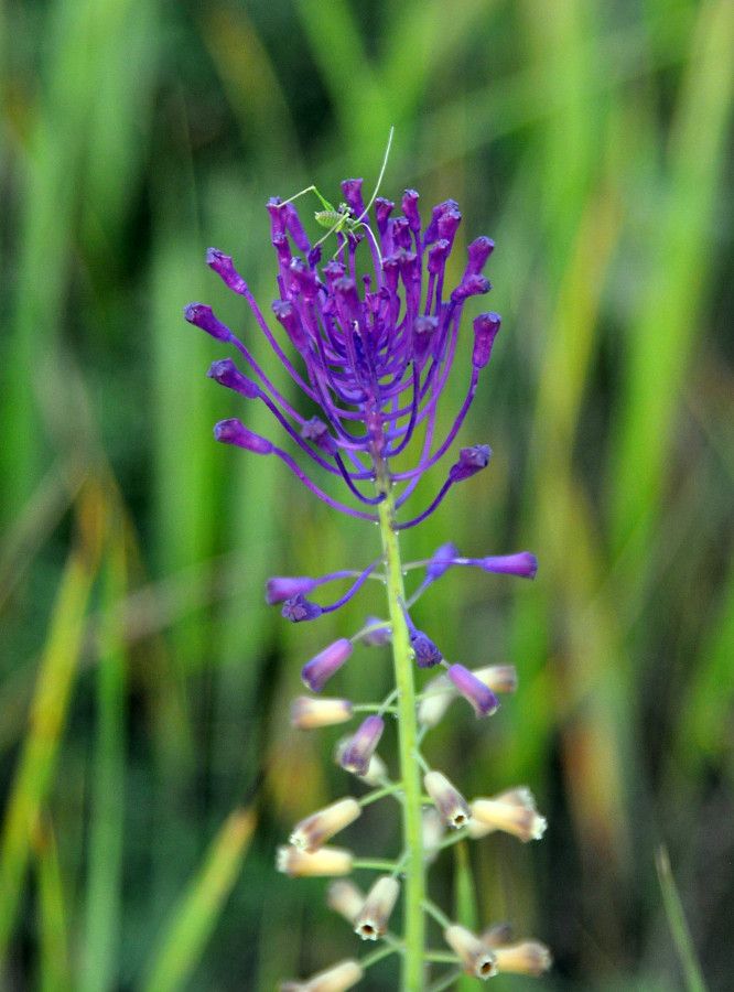 Image of Leopoldia comosa specimen.