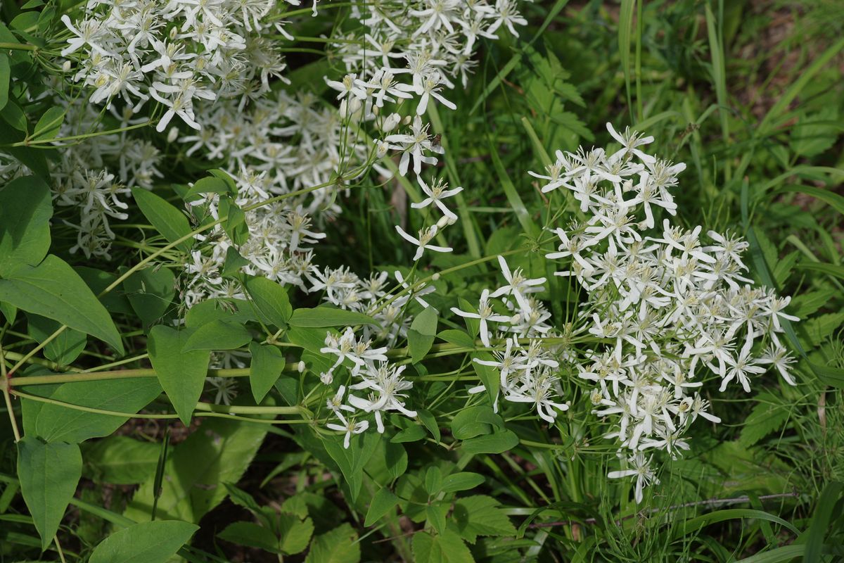 Image of Clematis recta specimen.