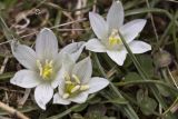 Ornithogalum sibthorpii. Цветки. Греция, Пелопоннес, окр. г. Витина; туристическая тропа вдоль русла р. Милаонтас. 23.03.2015.