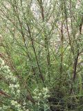 Artemisia campestris