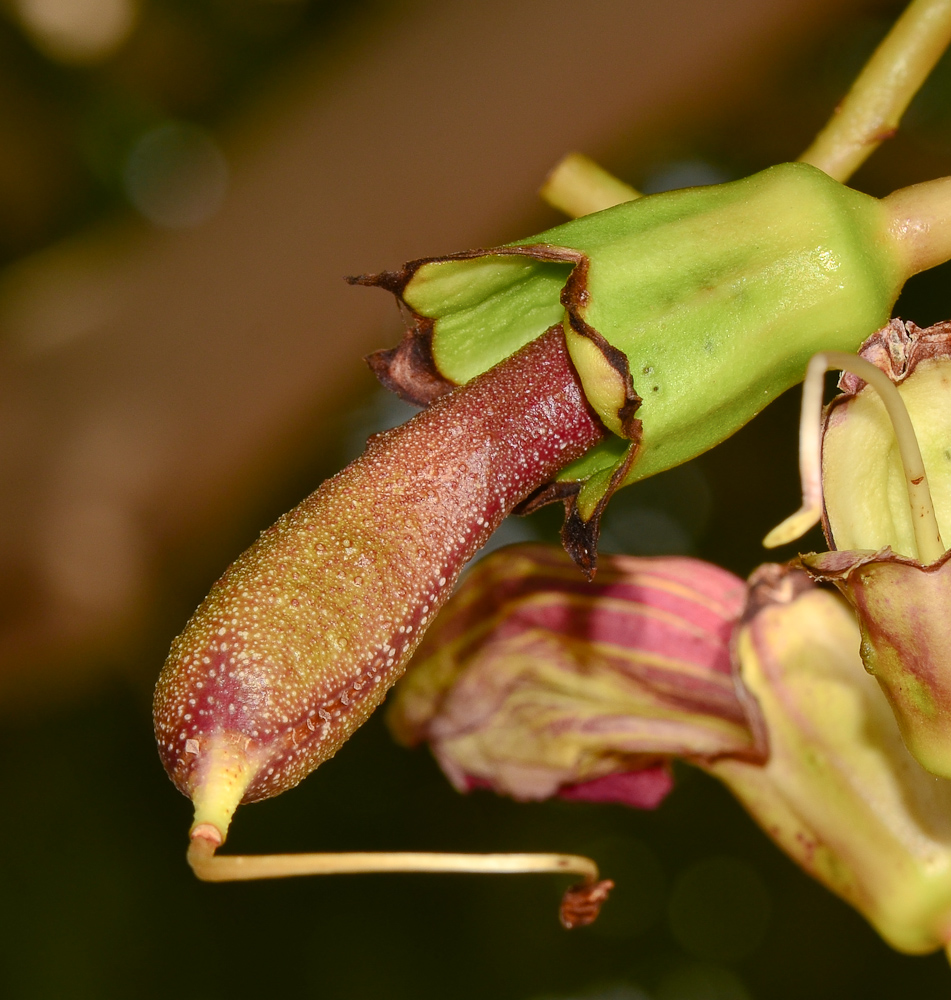 Изображение особи Kigelia pinnata.