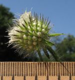 Dipsacus pilosus. Соцветие. Краснодарский край, м/о г. Геленджик, щель Капустная, каменистое русло временно пересохшего ручья. 16.07.2016.