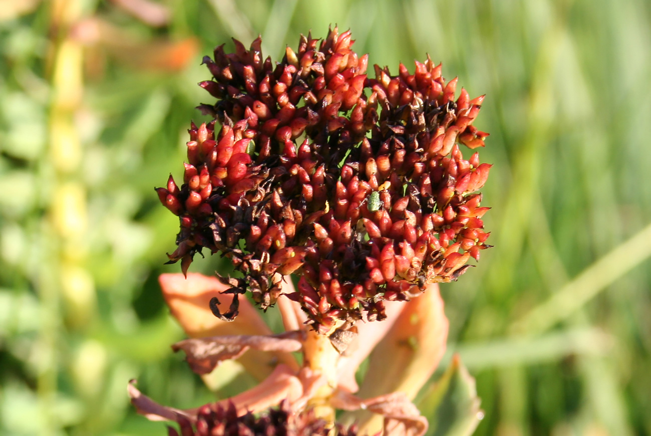 Изображение особи Rhodiola rosea.