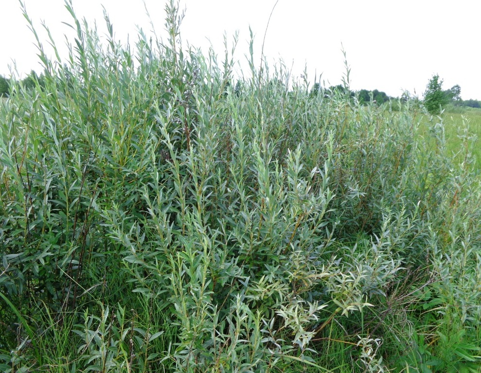 Image of Salix rosmarinifolia specimen.