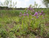 Hesperis matronalis