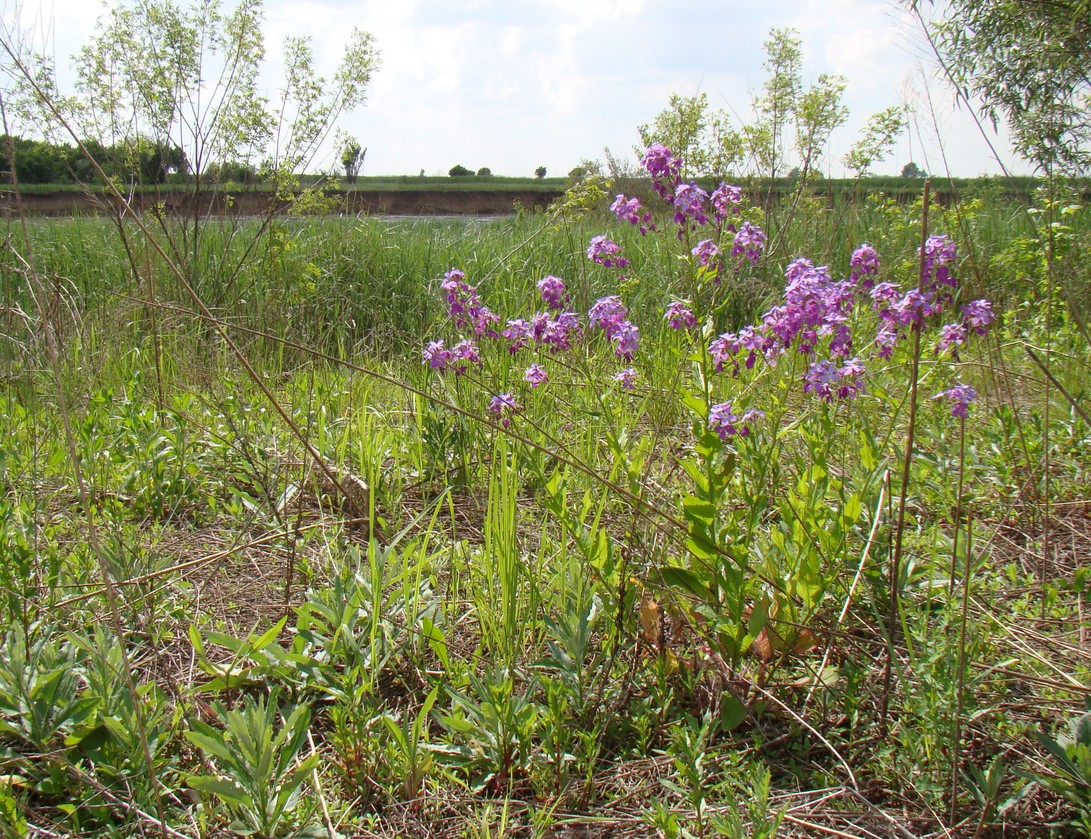 Image of Hesperis matronalis specimen.
