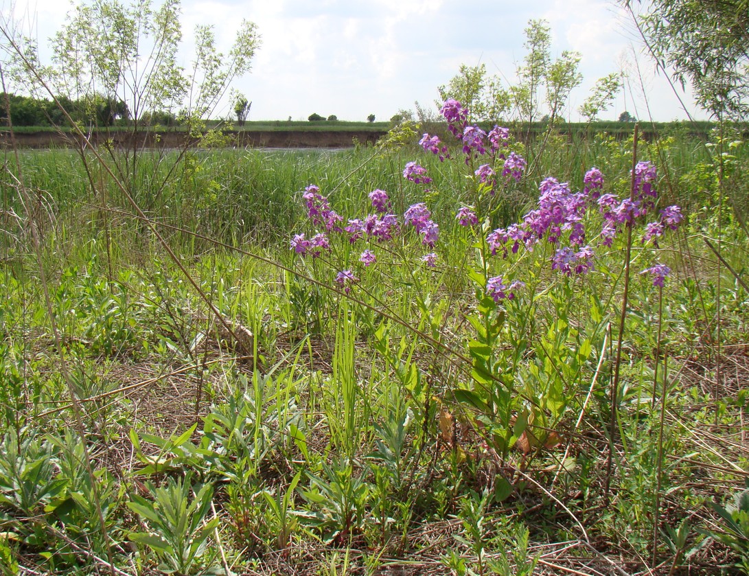 Изображение особи Hesperis matronalis.