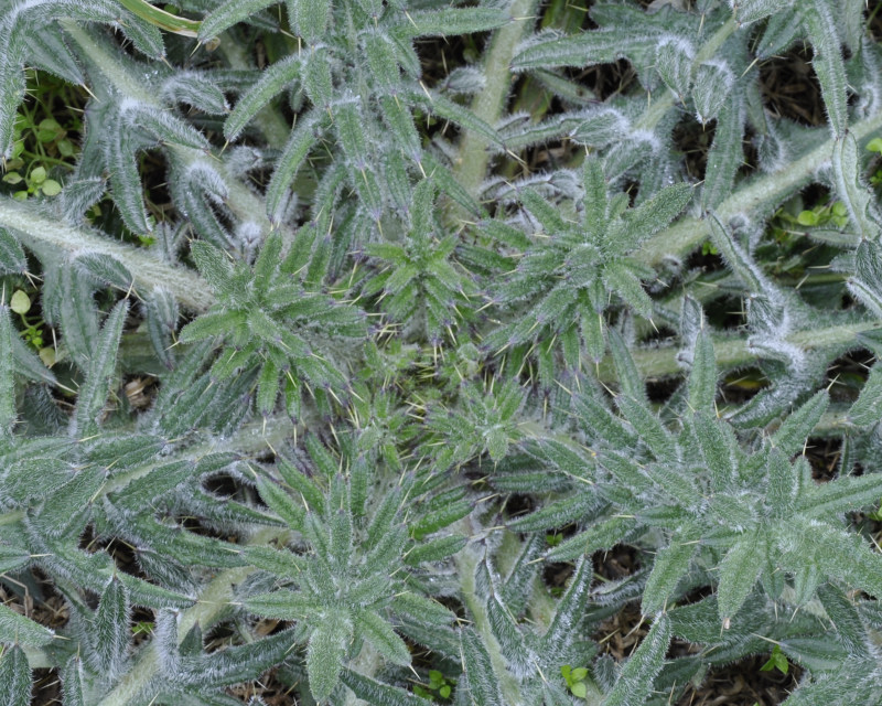 Изображение особи Cirsium vulgare.