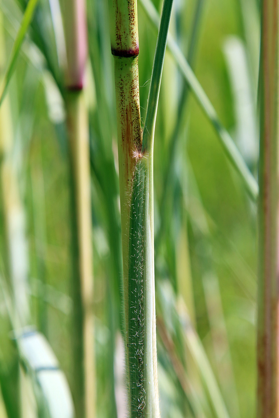 Image of Erianthus ravennae specimen.