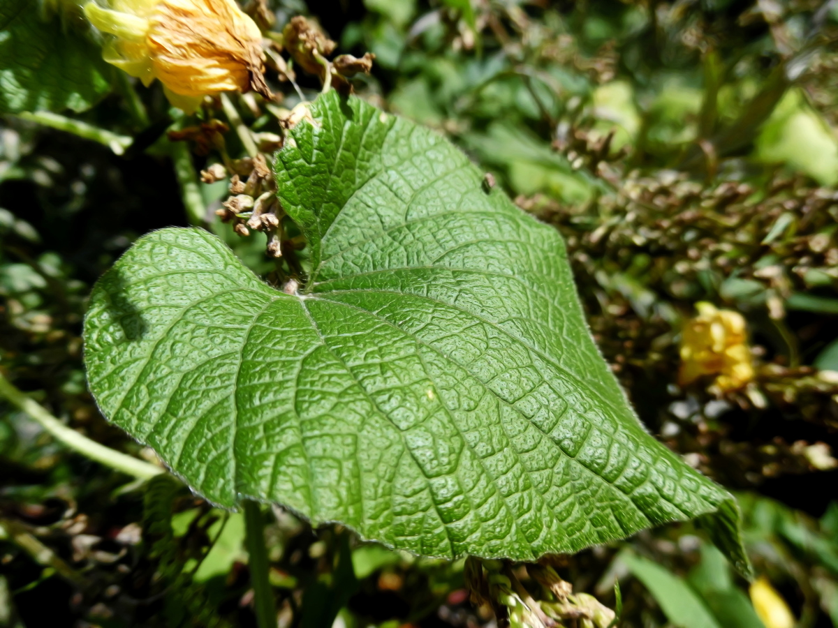 Image of Thladiantha dubia specimen.