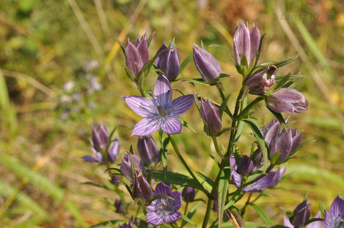 Image of Ophelia diluta specimen.