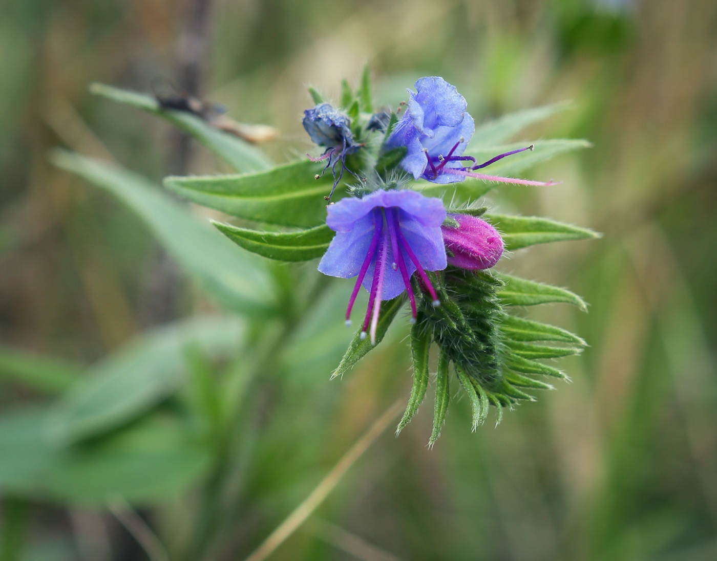 Image of Echium vulgare specimen.